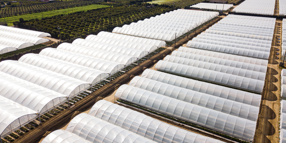 Gli agrofilm Arrigoni migliorano le rese del melone